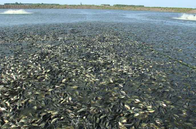 水产养殖罗茨风机 水产养殖罗茨风机